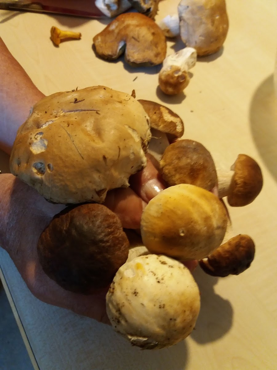 Ristorante Pizzeria Folon-10